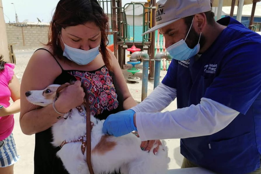 Plan Veterinario en Terreno permitió chipear a más de 200 mascotas durante este 2021